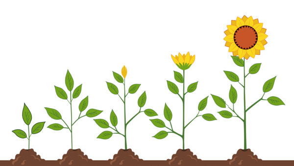 Blume wachsen Reihenfolge