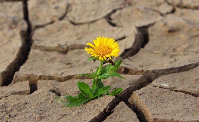 Blume trockener Boden