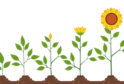 Blume wachsen Reihenfolge