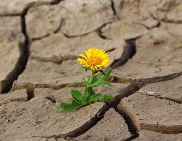 Blume trockener Boden